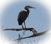 2016 06 11 WildLife MPLS 025